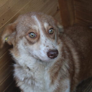 ROOSALIE - auf Pflegestelle in PLZ 2 - vermittelt