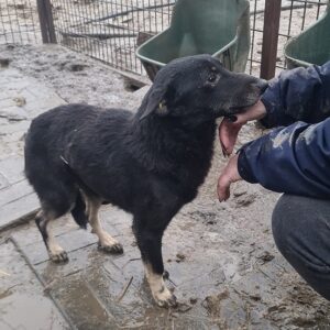 MALKA - reserviert TH Limburg - vermittelt