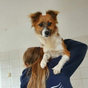 SISSI - reserviert TST Rösrath vermittelt