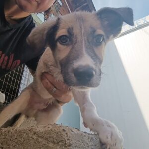 LIRIO - rechtes Vorderbein fehlt - dringend Platz gesucht! - RBB 10/23