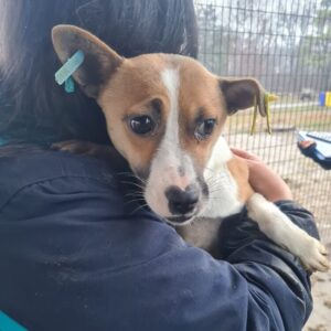 RESY - hustet bereits - reserviert TH Wannigsmühle - vermittelt