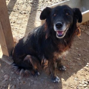 ÖMMI - reserviert für Tierhilfe Lebenswert - vermittelt