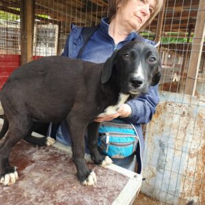 VINETIA - auf PDR PS im PLZ Bezirk 78 - vermittelt