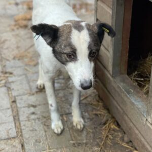 TOBSI - vermisst 04/24