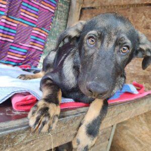 AGILO - reserviert LS (27.9) vermittelt