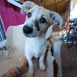 TINKERBELL - reserviert Mihaela DR - vermittelt