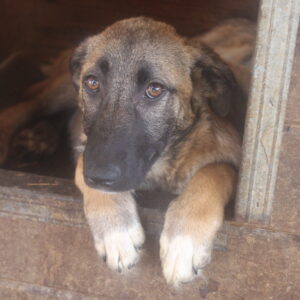 IRMEL - reserviert Betty vermittelt