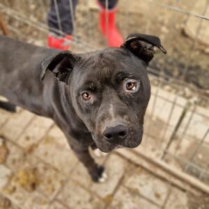 ZELDOR (♂) - Ausreise nur nach AT