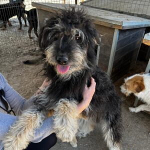 BRANKA (♀) - vermittelt MH