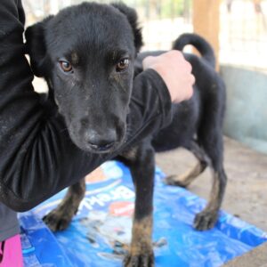 MR. JOE - reserviert TINO vermittelt