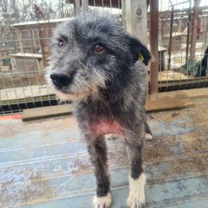 PIXEL - Notfall-Opa (Mobbingopfer, Hautprobleme) - reserviert TH Koblenz vermittelt