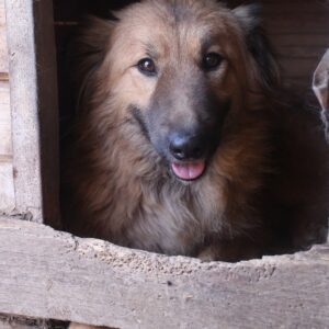 LOBA - sehr gestresst, kommt nicht gut zurecht - ausgereist zu Vierbeiner in Not