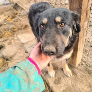 BONITA - reserviert TH Iserlohn - vermittelt