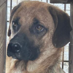 MILES (♂) - sollte dringend ausreisen