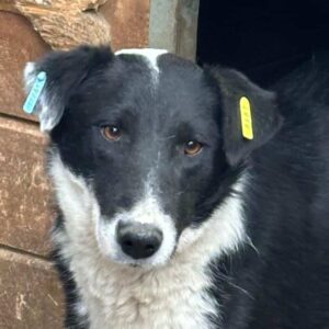 CURI (♀) - viel zu dünn