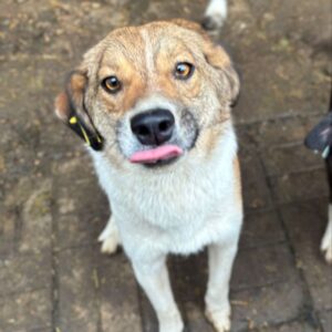 JOOST (♂) - weint verzweifelt am Zaun