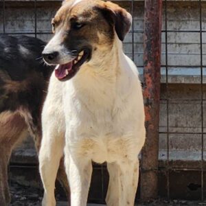 JOKE (♂) - vermisst 11/24