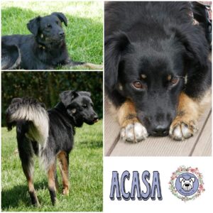 Acasa in 21493 Möhnsen - vermittelt