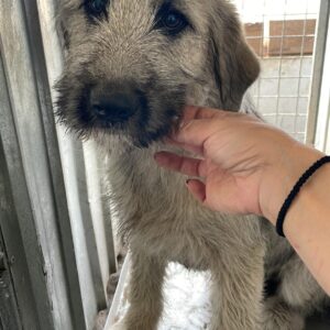 HELMUT - auf Pflegestelle in PLZ 5 vermittelt