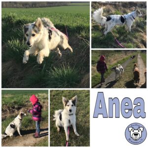 Anea in 31084 Freden *vermittelt*