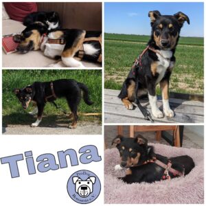 Tiana in 33154 Salzkotten *vermittelt*