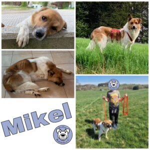 Mikel in 56459 Guckheim *vermittelt*
