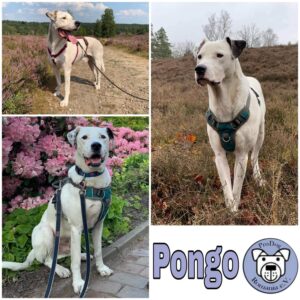 PONGO - Gnadenplatzhund seit 12.2021