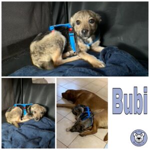 Bubi in 56459 Guckheim *vermittelt*