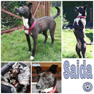 Saida in 56242 Ellenhausen *vermittelt*