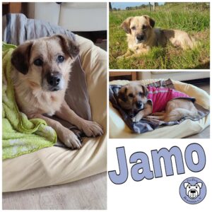 Jamo in 18311 Ribnitz Damgarten - RBB 18.09.23