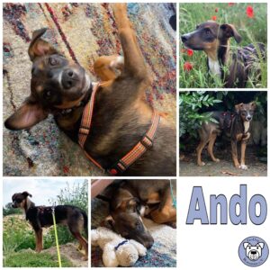 Ando in 50189 Elsdorf *vermittelt*