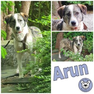 Arun in 34474 Diemelstadt *vermittelt *