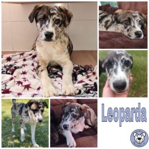 Leoparda in 38640 Goslar *vermittelt*