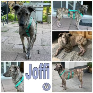 Joffi in 45481 Mülheim an d. Ruhr *vermittelt*