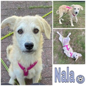 Nala in 16348 Wandlitz *vermittelt*