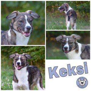 Keksi in 65558 Langenscheid *vermittelt*