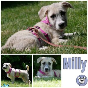 Milly in 21493 Möhnsen - vermittelt