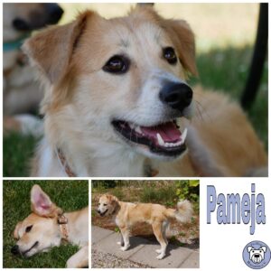 Pameja in 21493 Möhnsen