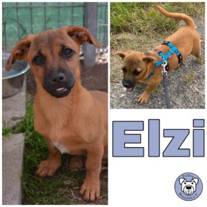 Elzi in 18311 Ribnitz Damgarten *vermittelt*