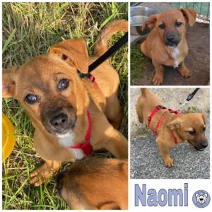 Naomi in 18311 Ribnitz Damgarten *vermittelt*