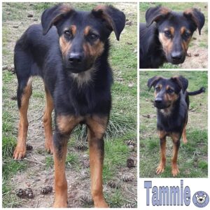 Tammie in 41564 Kaarst *vermittelt*