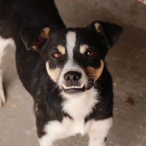 PIEFKE - reserviert TH Ahrweiler vermittelt