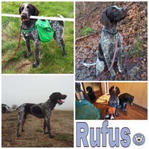 Rufus in 99636 Ostramondra - vermittelt