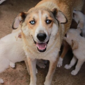 ASTELA - auf Pflegestelle in PLZ 6 *vermittelt*