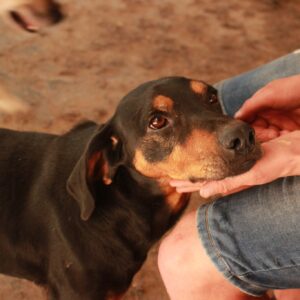 FARID - reserviert Manuela vermittelt