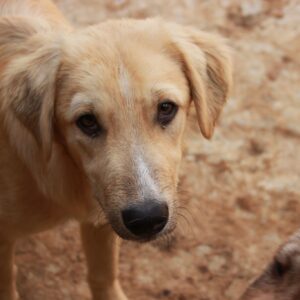 ROXI - reserviert Alexandra vermittelt