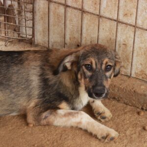 VESTA - reserviert NadineH vermittelt