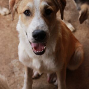 JOKER - vor Ort vermittelt