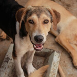 LUI - vermittelt Manuela