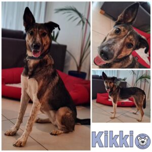 Kikki in 64846 Groß-Zimmern *vermittelt*